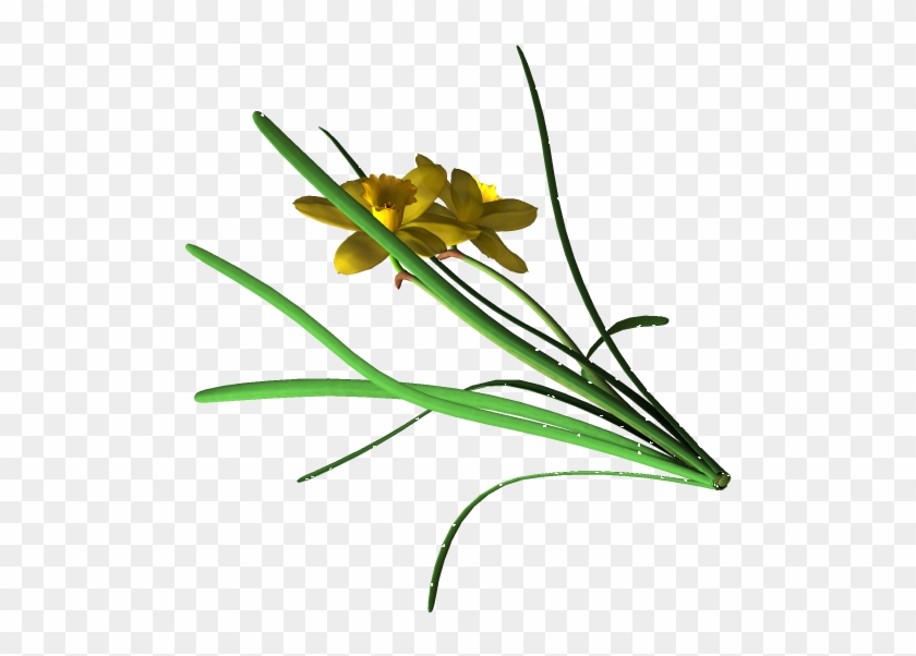 Daff - Buttercup #1019823