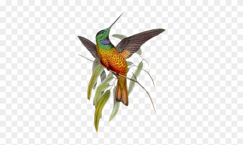 Make Five From One Word Challenge Game - Michel Design Works 14 Count Boxed Notes, Hummingbird #1020343