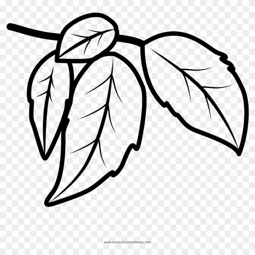 Leaves Coloring Page - Dibujo Hojas Para Colorear #1020560