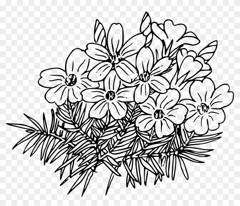 Phlox - Clip Art #1020784