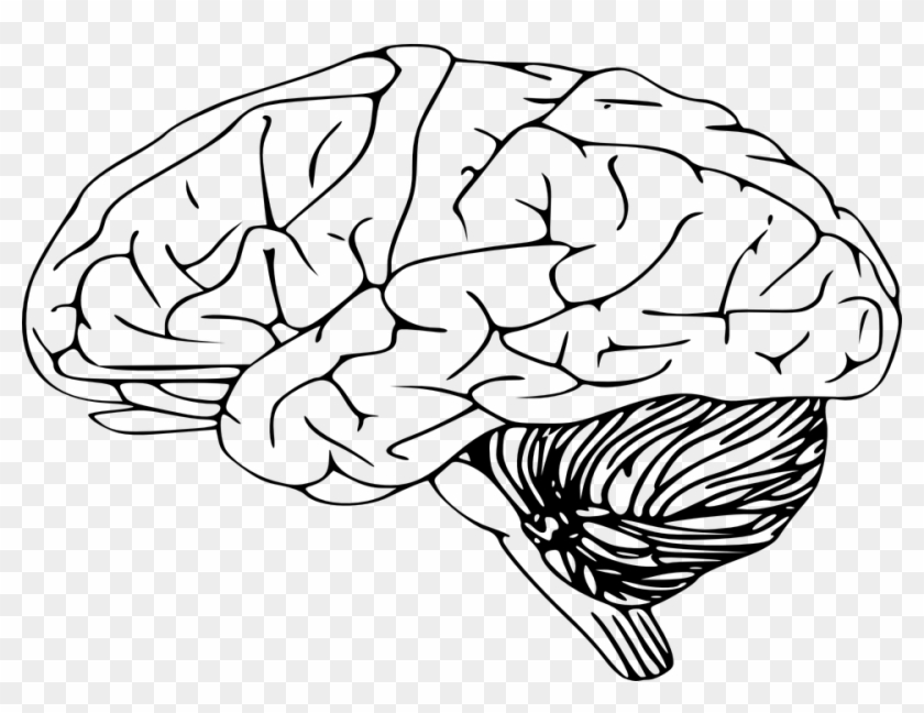 Brain Clipart Sketch - Brain Clip Art #1020822