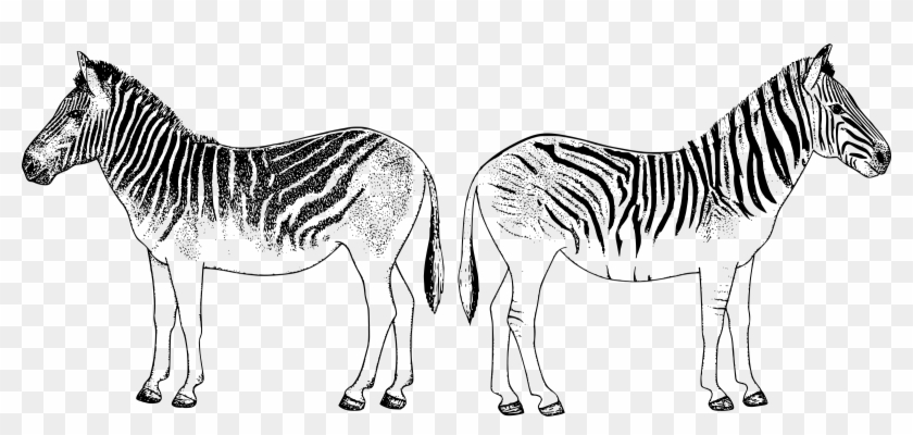 Zebras Back To Back - Zebra #1021833