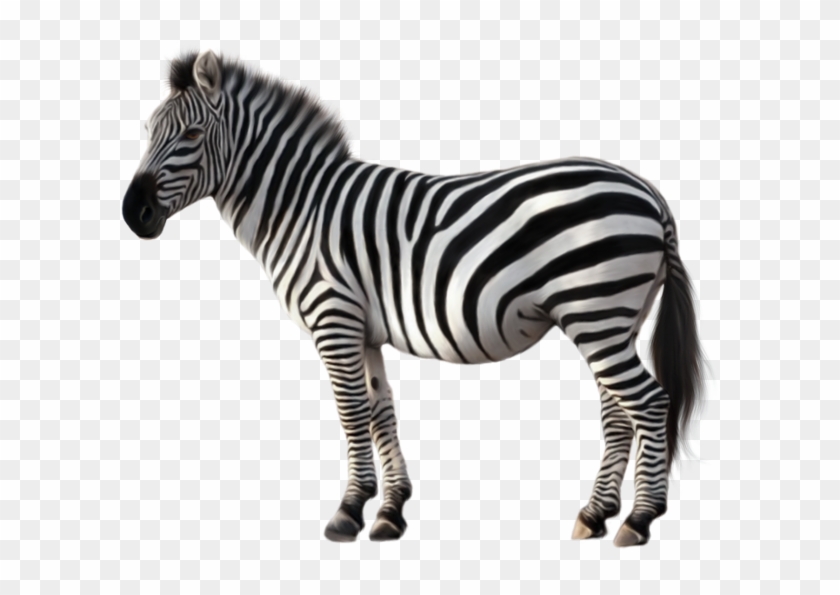 Quagga Zebra Clip Art - Зебра Пнг #1021872
