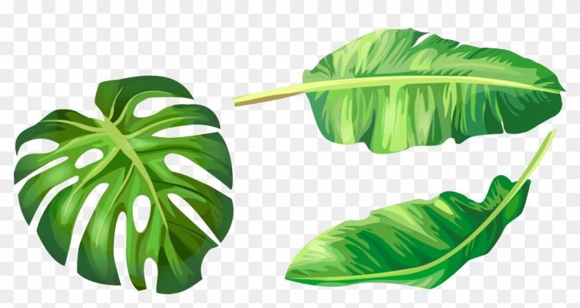 Banana Leaf Euclidean Vector Illustration Vector Hand - Banana Leaf Vector Png #1022283