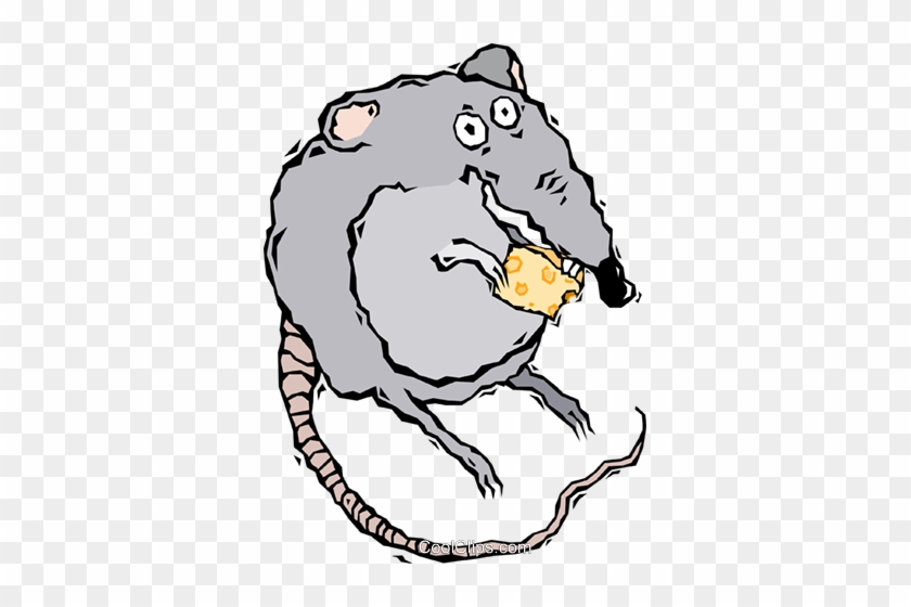 Rata Comiendo Queso Libres De Derechos Ilustraciones - Rata Comiendo Queso Libres De Derechos Ilustraciones #1023582