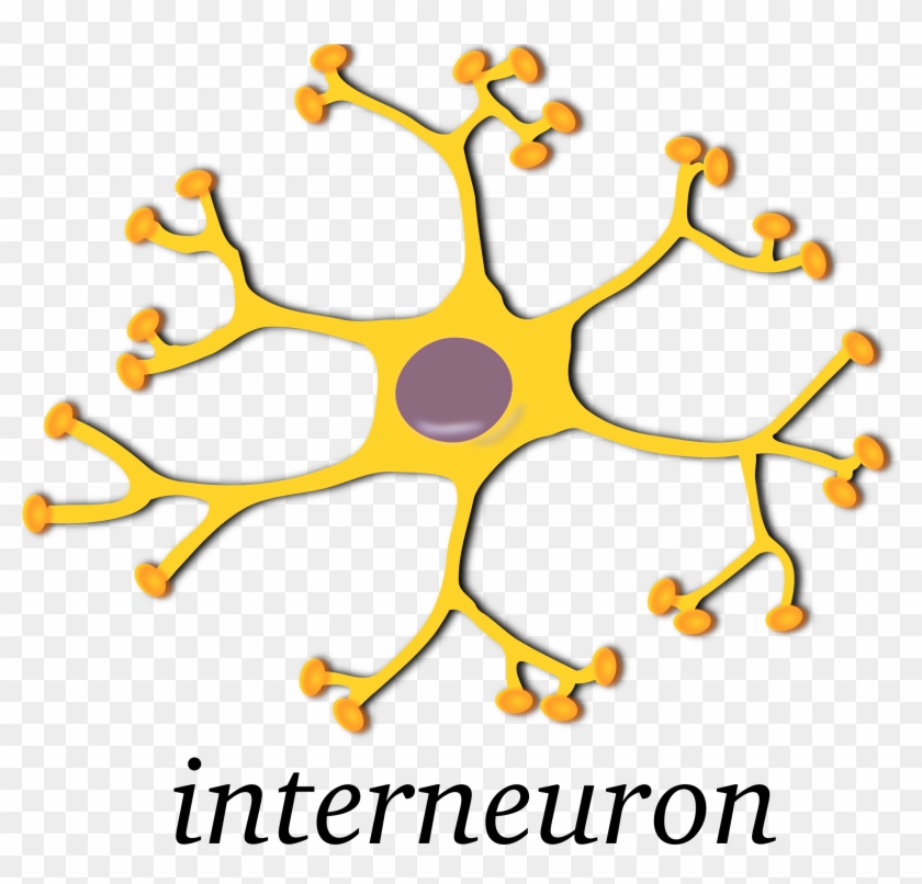 Big Image - Interneuron Transparent #1023617