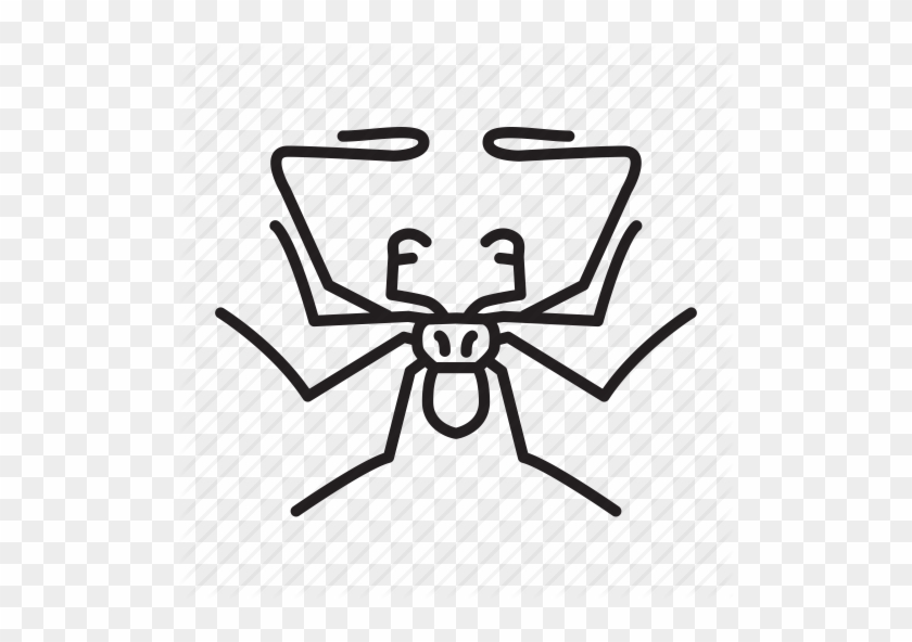 Drawn Beetle Tailless Whip Scorpion - Insect #1024639