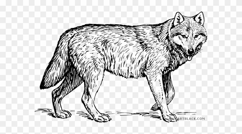 Gray Wolf Animal Free Black White Clipart Images Clipartblack - Gray Wolf Coloring Page #1025373
