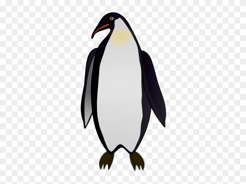 Suliformes #1025716
