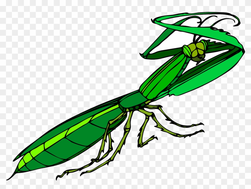 Praying Mantis Clip Art - Mantide Religiosa Png #178582