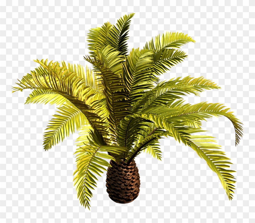 Babassu Arecaceae Date Palm Oil Palms Clip Art - Date Palm #1027611