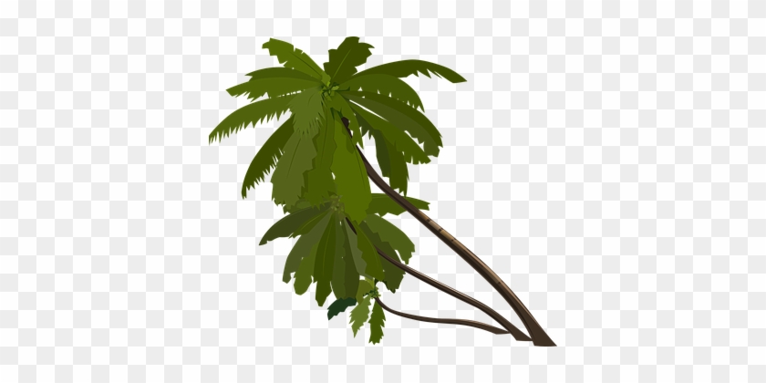 Palm Trees Slanted Tropical Trees Leaning - Palm Tree Animation #1027671