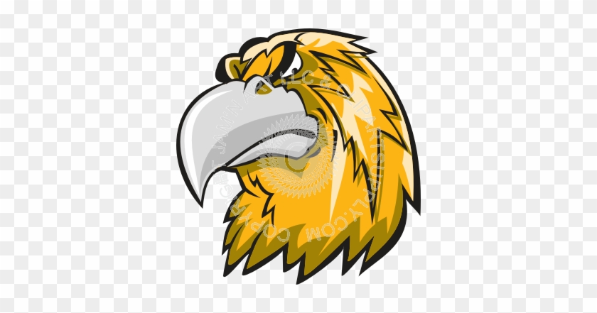 Cool Hawk Head At Angle - Cool Hawk Head At Angle #1027714