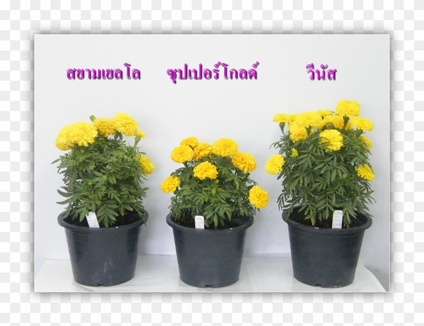 ภาพที่ 1 ซุปเปอร์โกลด์ 8 นิ้ว - ดาวเรือง ประดับ #1027891