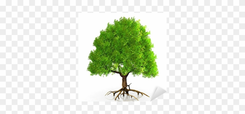 Vinilo Pixerstick Un Árbol Verde Muy Grande • Pixers® - Liquidambar Formosana 3d Free #1027935