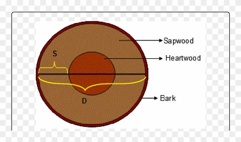 Cross Section Of A Typical Tree Trunk S Sapwood Depth - S Orbital #1028123