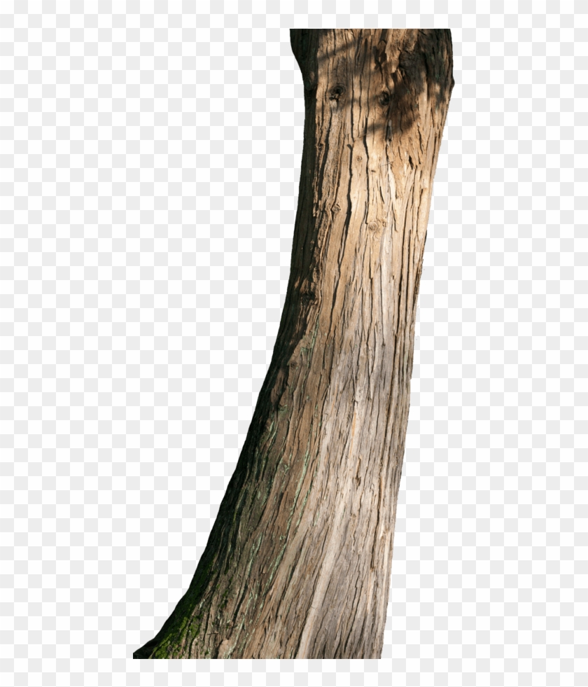 Png Trunk #1028235