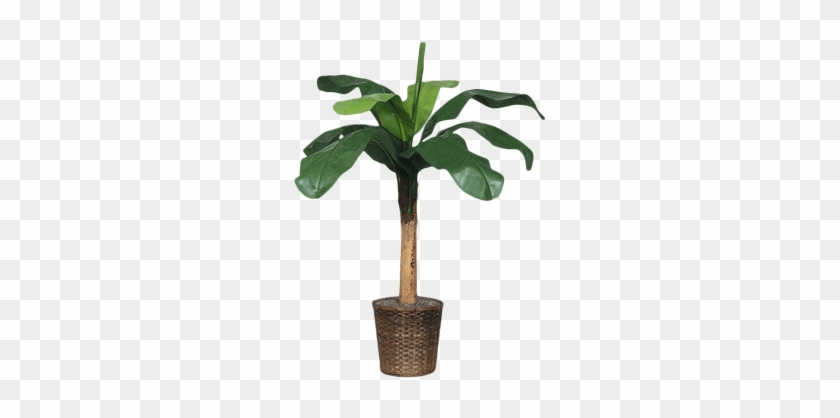 Silk Baby Banana Tree - Renting #1028286