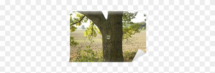 Birch #1028331