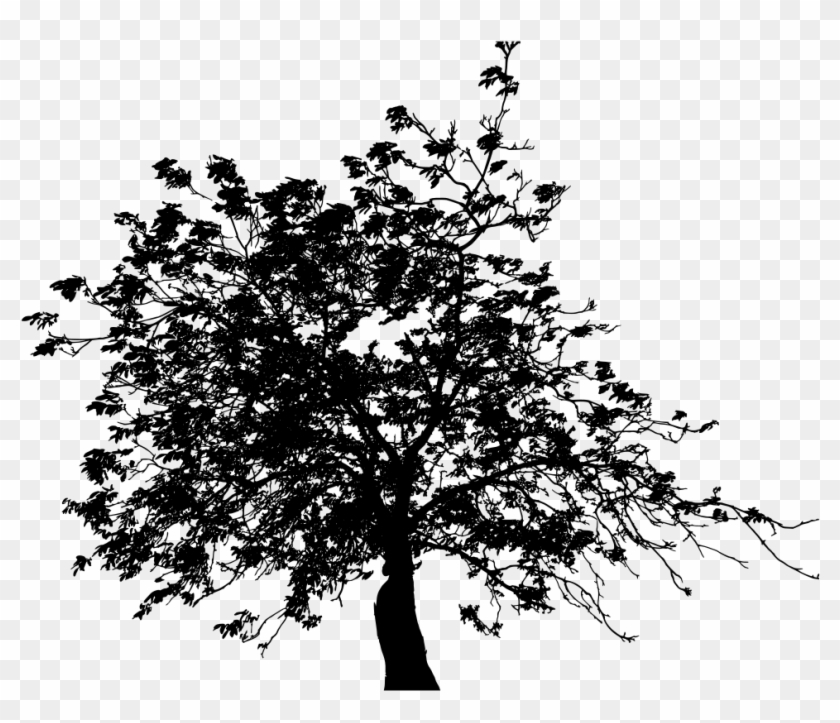 Detailed Tree Silhouette Ii - Ağaç Psd #1028359