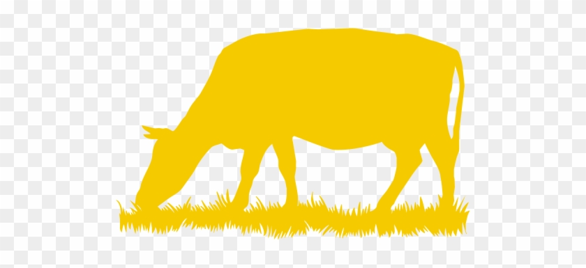 Hindus Believe That Feeding Sacred Cows Earns Blessings - Hindus Believe That Feeding Sacred Cows Earns Blessings #1029313