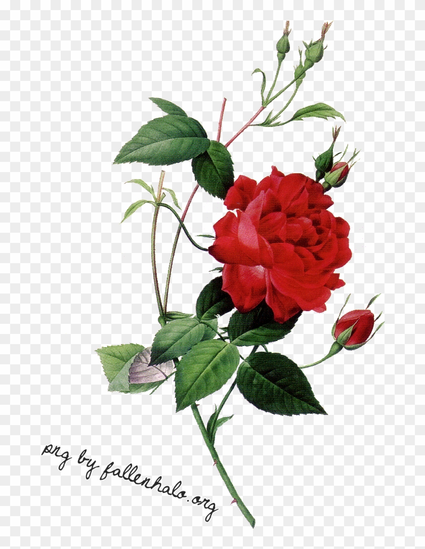 Rose Png By Fallennhalo Rose Png By Fallennhalo - Rose Png #1032128