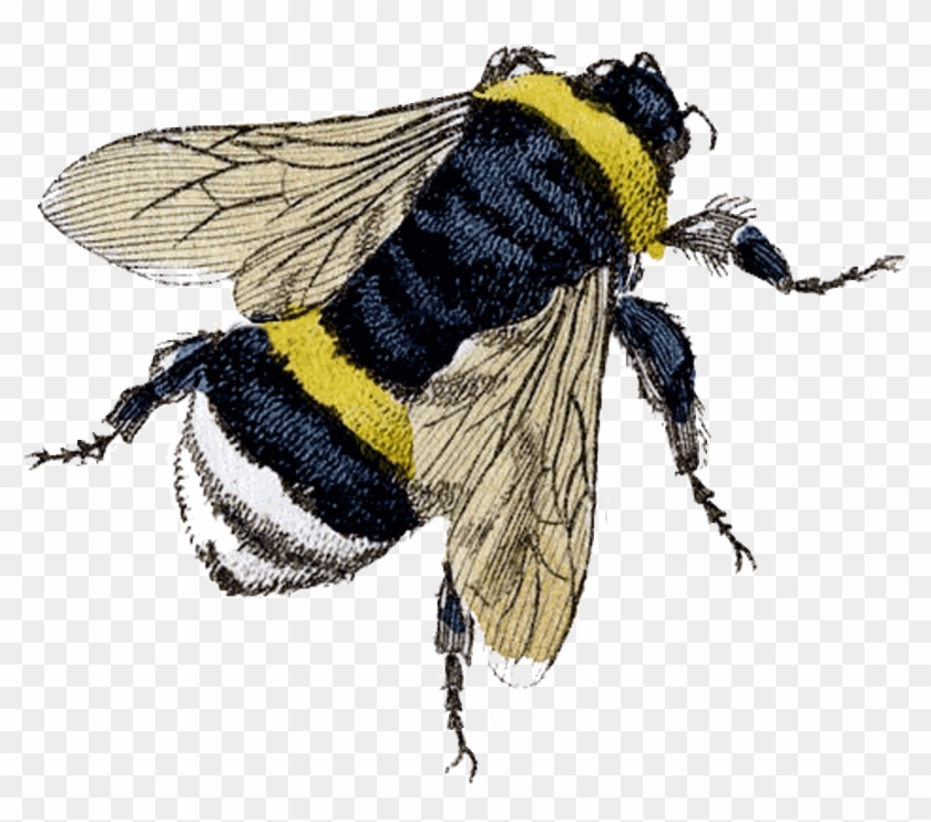 Flying Bee Png Clipart - Bee Vintage #1032208