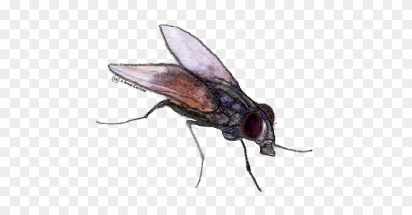 Gratuit Clipart Insectes - Clip Art #1032217