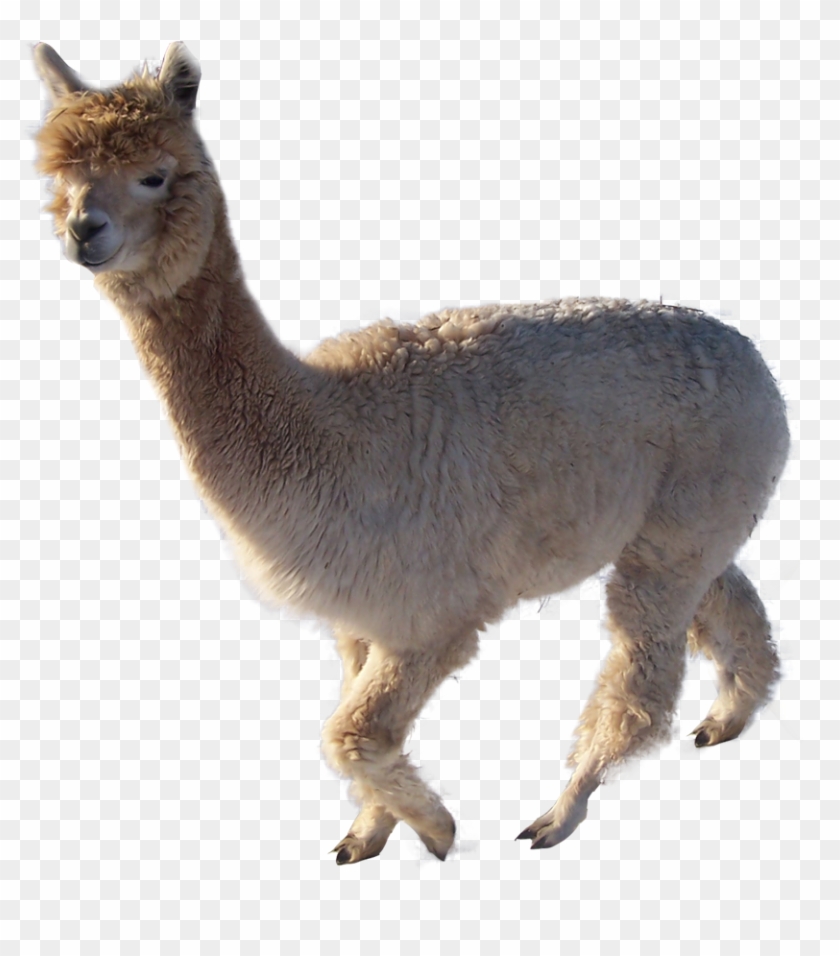 Alpaca Clipart Transparent - Alpaca #1034680