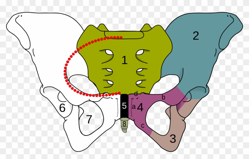Os Ilium Os Ischii Os Pubis #1035344