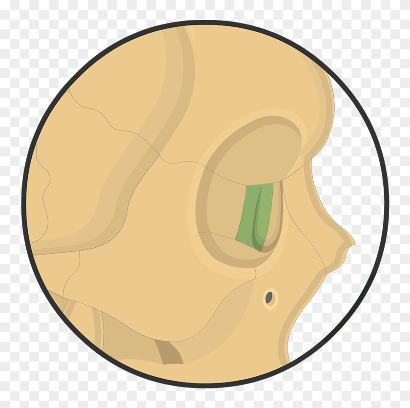 Lacrimal Bone - Lacrimal Bone #1035365