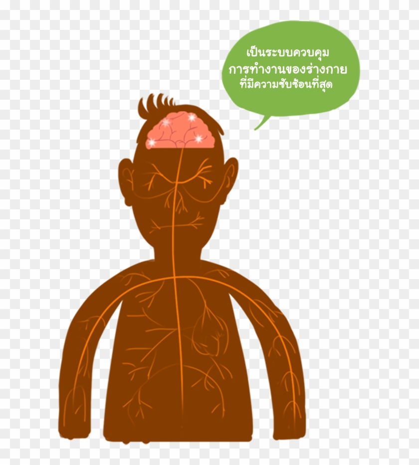 เซลล์ประสาท ของร่างกาย 3 ขั้ว - Illustration #1036602