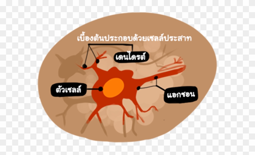 เส้นประสาทสมอง - Diagram #1036611