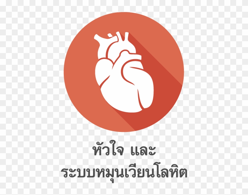 ศีรษะ, เกี่ยวข้องกับระบบโลหิต หัวใจ และสมอง - Illustration #1036706