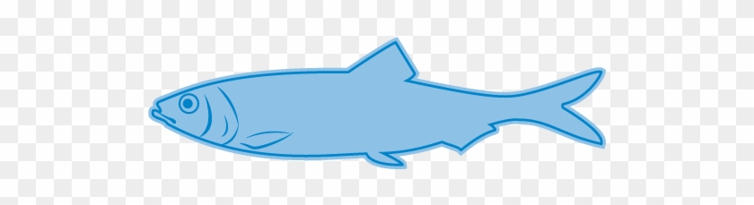 Herring - Squaliformes #1036760