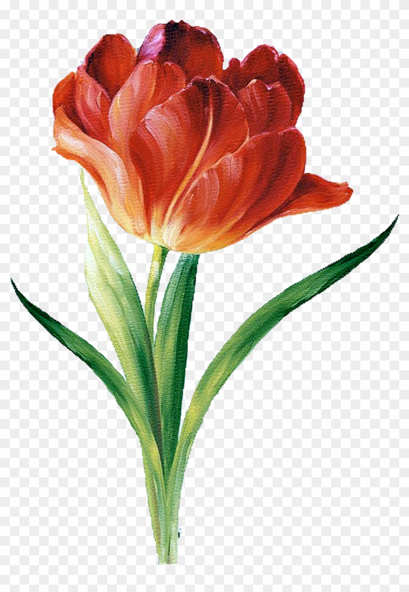 Цветы Png Clipart Lis В Audit - Lisa Audit Garden View #1037035