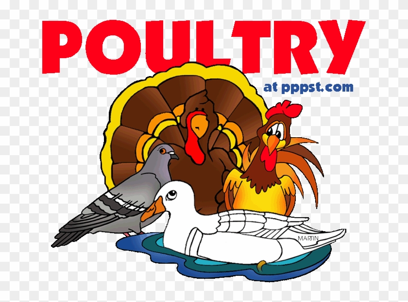 Poultry Animals Clip Art #1037245