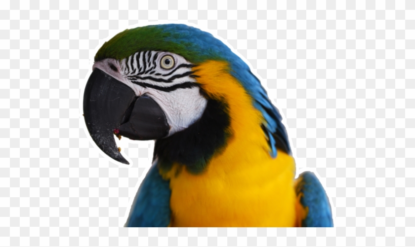 Pet Sitters Including Negotiable In Petaluma, California - Parrot Face #1038019