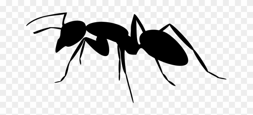 Ant Clipart Black And White - Ant Silhouette #1038078