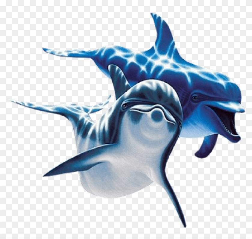 Dolphin Brothers Png - Dolphins Png #1038227