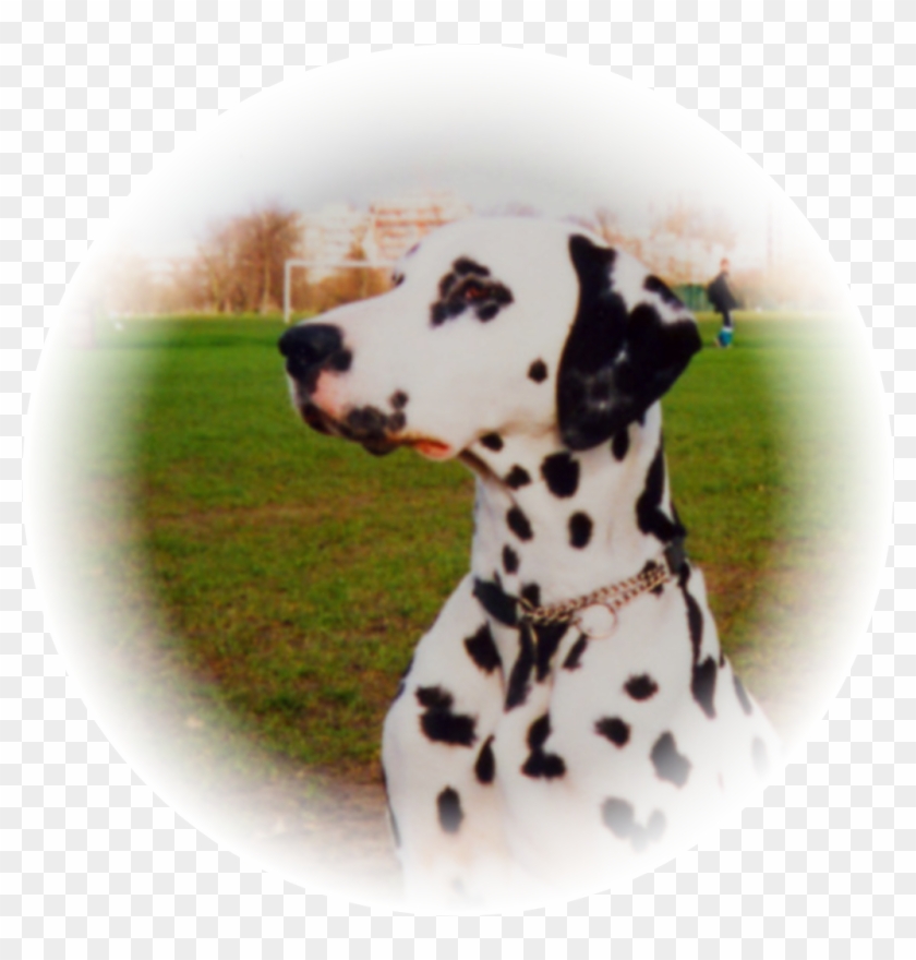 Dalmatian #1039026