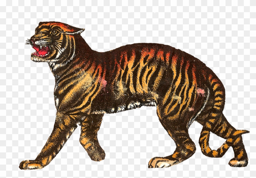 Antique Images - Vintage Circus Tiger #1039463