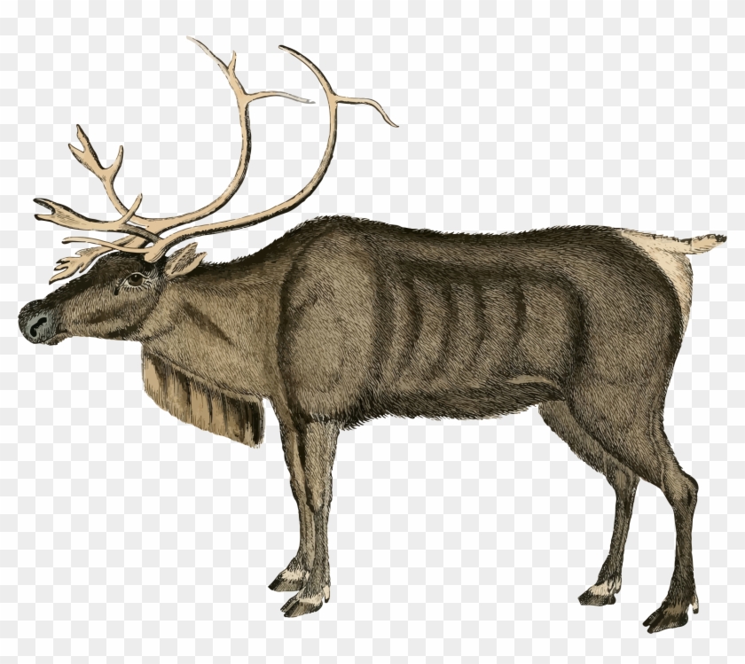 Big Image - Free Reindeer #1039488