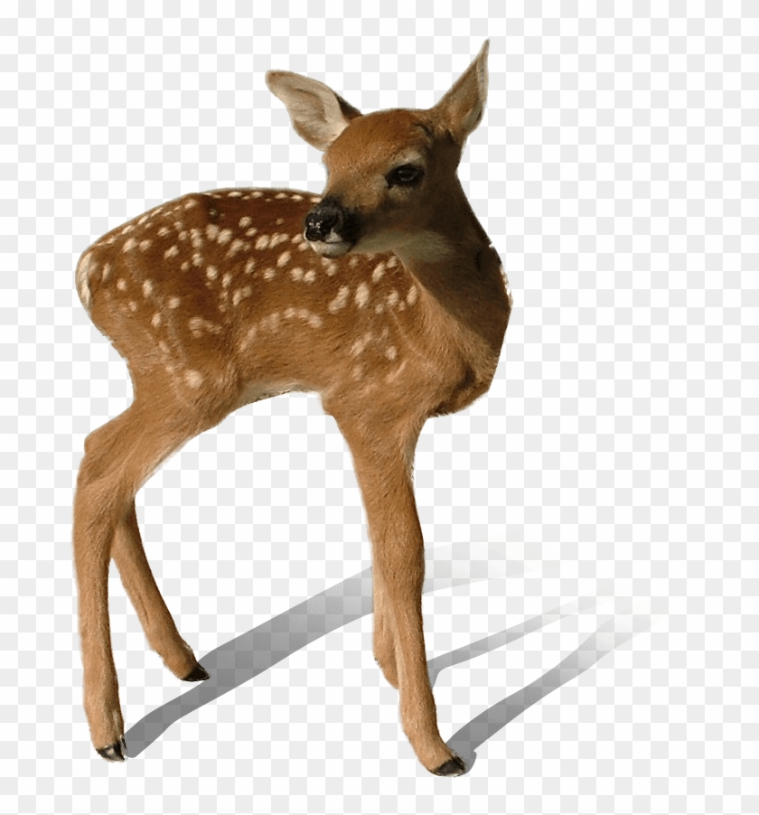 Vintage - Transparent Deer #1039538