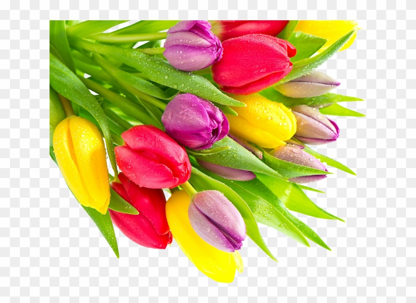 Multicolor Tulips - Обои На Рабочий Стол Тюльпаны #1041472