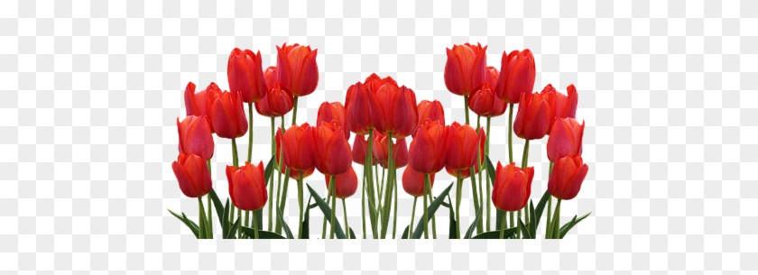 Tulips Png #1041535