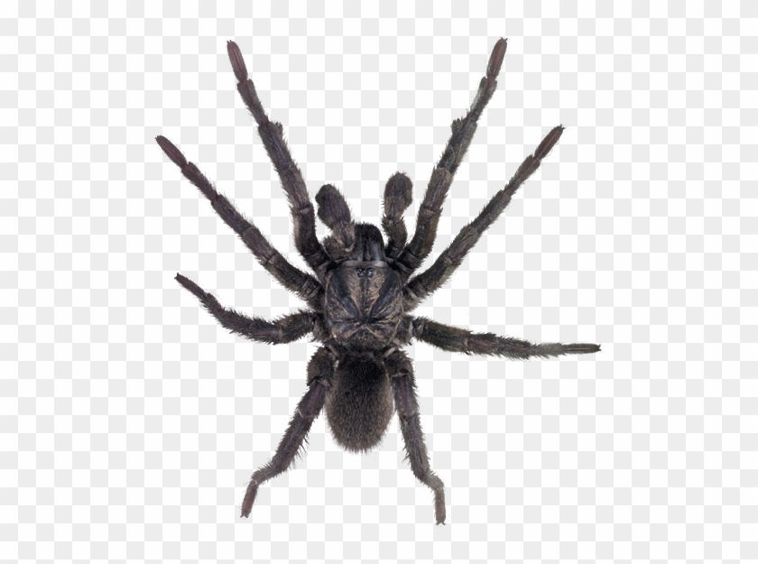 Spider Png Image - Transparent Background Spider Png #1041714