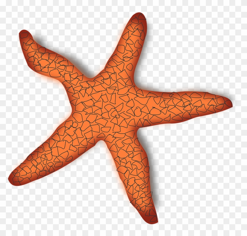 Grey Starfish Cliparts 9, Buy Clip Art - ปลาดาว Png #1043811