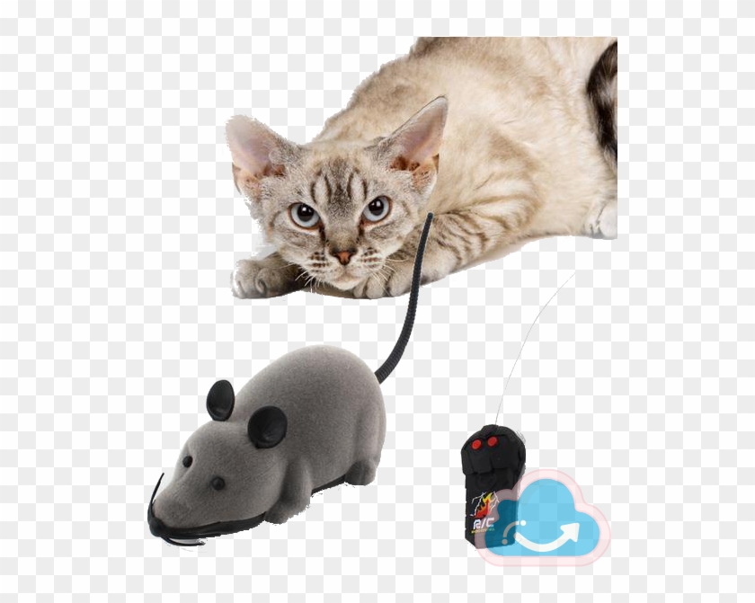 Remote Control Mouse Cat Toy - Cherry's Pet Hot Sale! 2017 New Cat Toy Wireless Remote #1044106