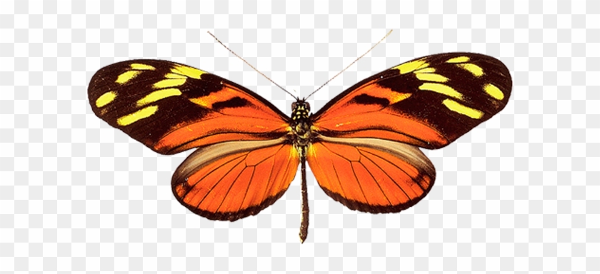 Photo Butterfly Png Image - Butterfly Jewelry - Glass Pendant Necklace - Butterfly #1044354